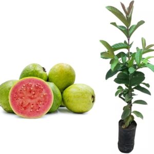 Muda de Goiaba Paluma