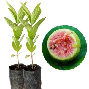 Muda de Goiaba Paluma Gigante