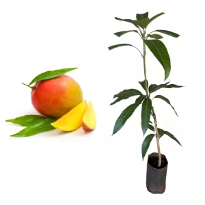 Mudas de Manga TOMMY