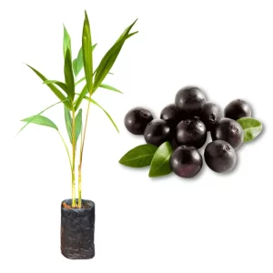 Muda de Açaí – BRS-PARÁ