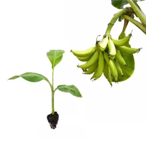 Muda de Banana Pacovã