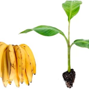 Muda de Banana Prata