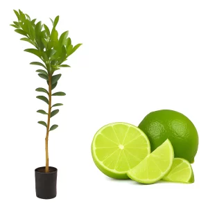 Muda de Limão Tahiti