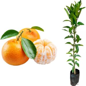 Muda de Tangerina Ponkan